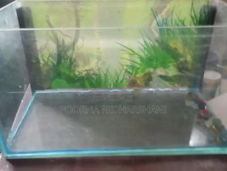 1 Feet Tank