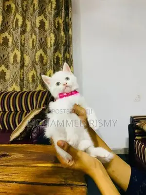 Persian Cat