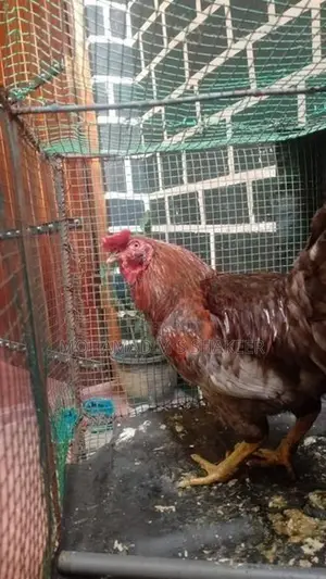 Rooster