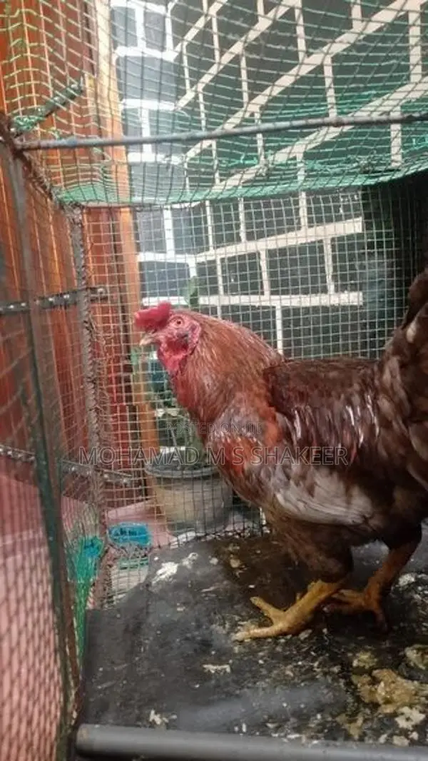 Rooster