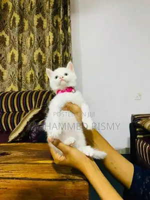 Persian Cat