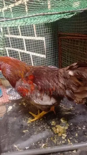 Rooster