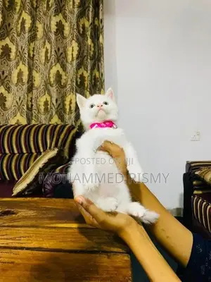 Persian Cat
