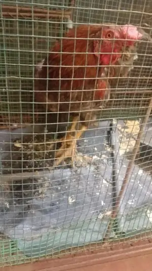 Rooster