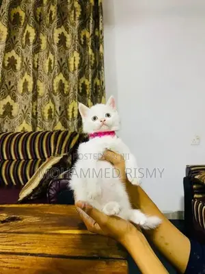 Persian Cat