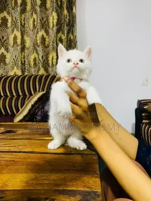 Persian Cat