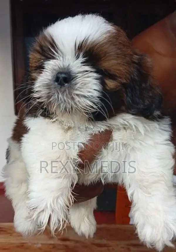 Shih Tzu Male Puppy