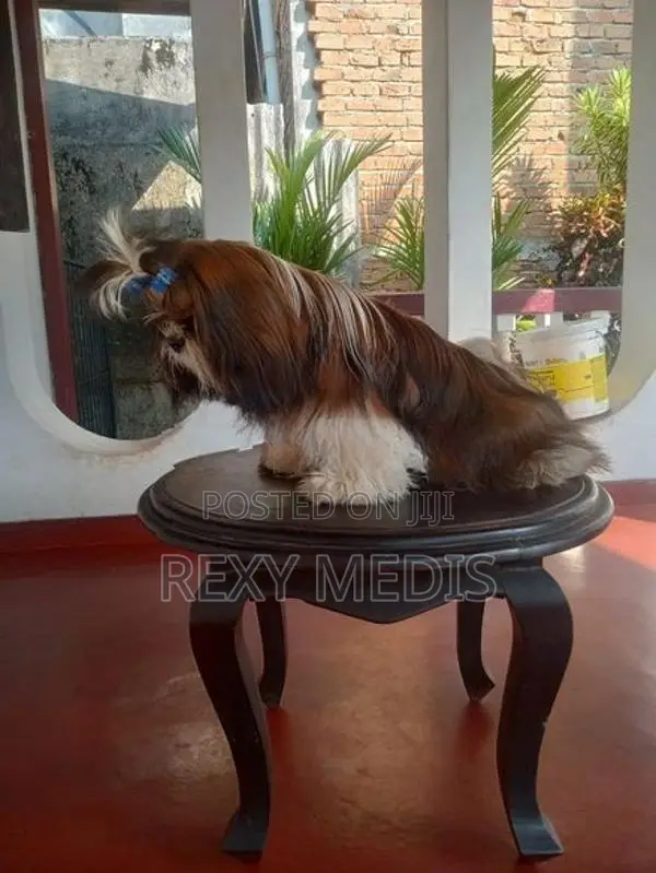 Shih Tzu Male Puppy