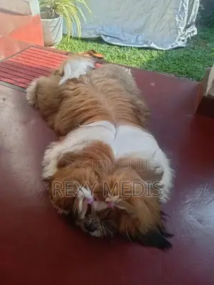 Shih Tzu Male Puppy