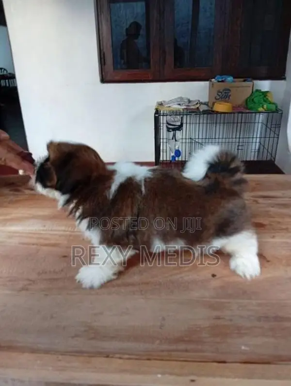Shih Tzu Male Puppy