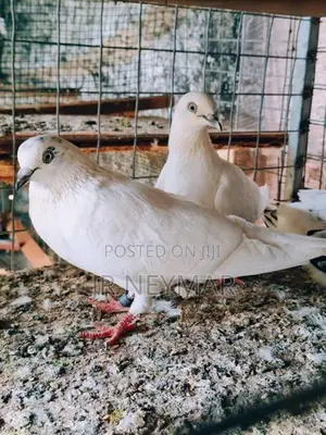 Sudu Ara Pigeon