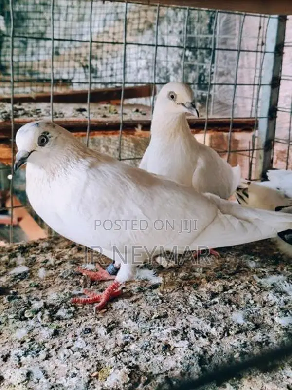 Sudu Ara Pigeon