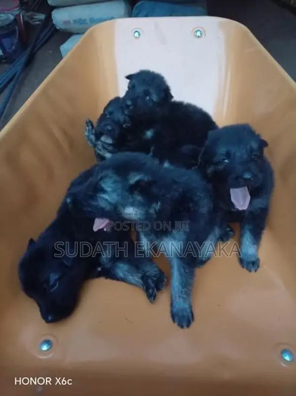 German Shepherd Puppies