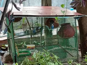 Love Birds