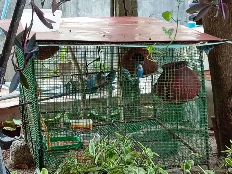 Love Birds