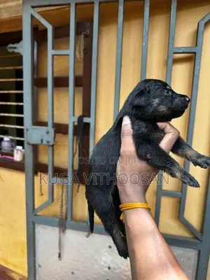 Rottweiler Doberman Mixed Puppies