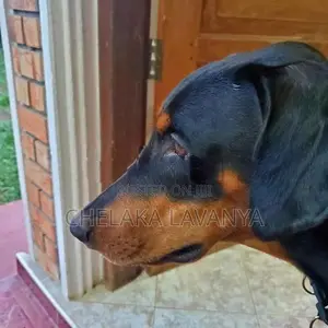 Doberman Dog