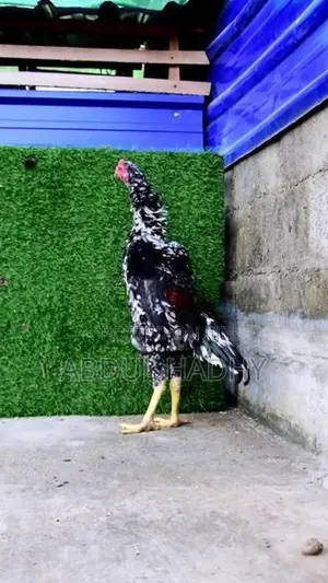 Shamo Rooster