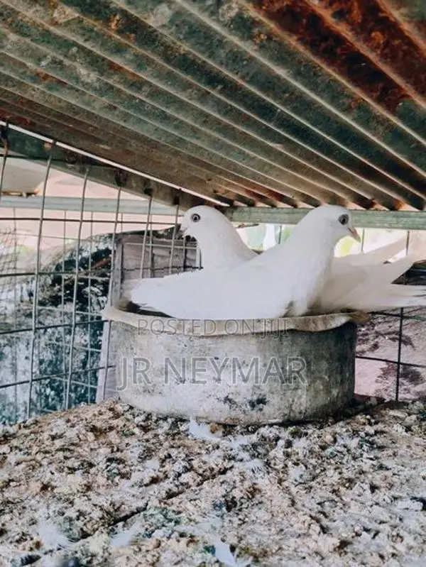 Sudu Ara Pigeon