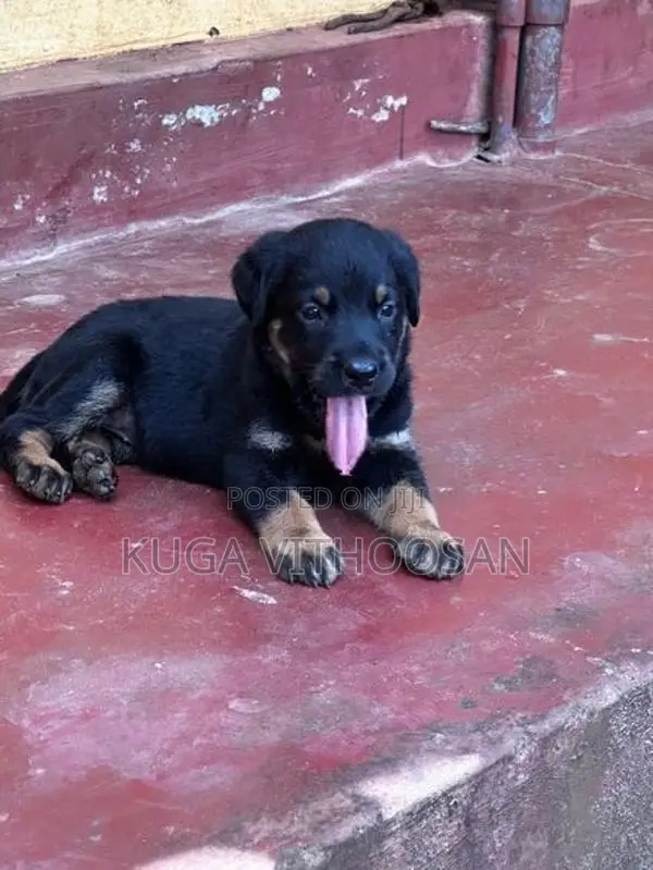 Rottweiler Doberman Mixed Puppies