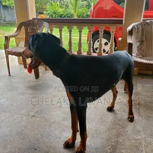 Doberman Dog