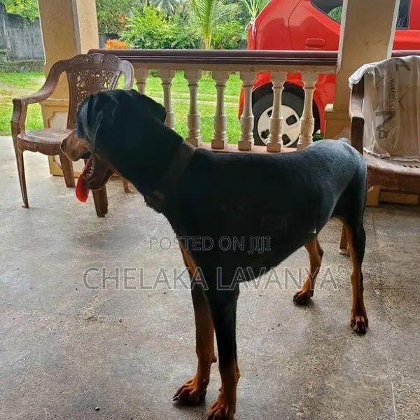 Doberman Dog