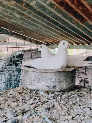 Sudu Ara Pigeon