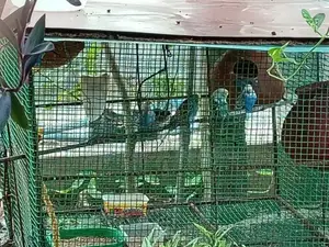 Love Birds