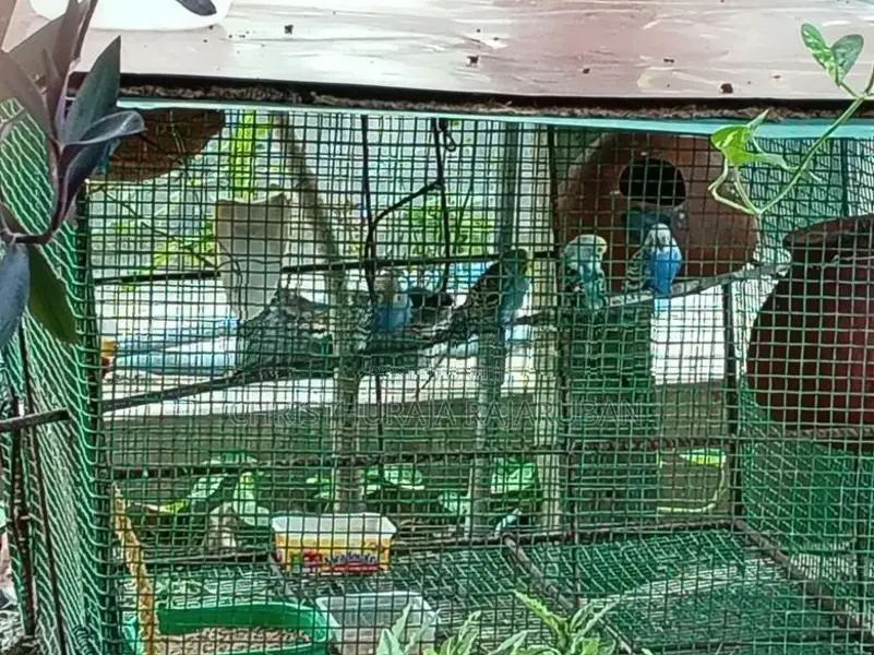 Love Birds