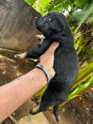 Rottweiler Doberman Mixed Puppies