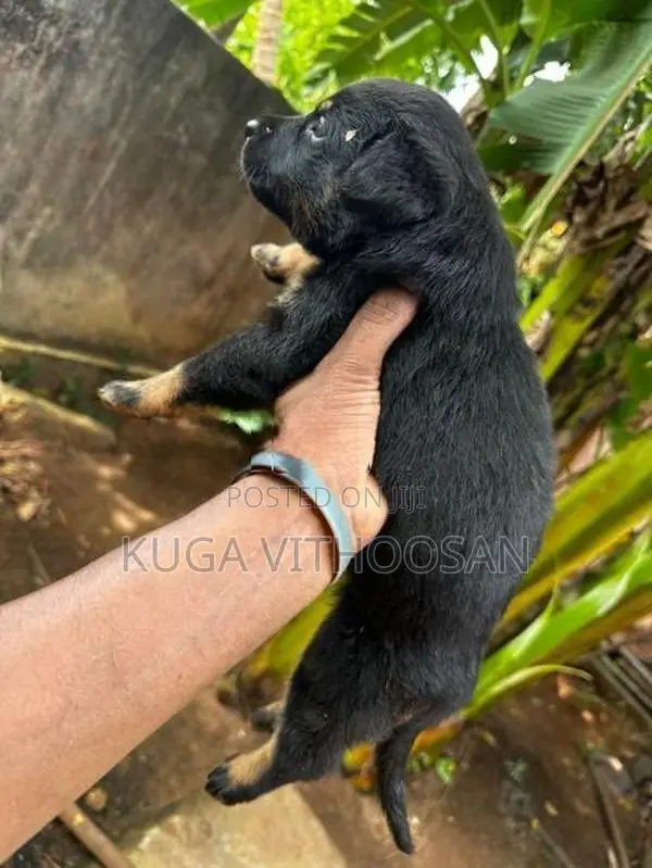 Rottweiler Doberman Mixed Puppies