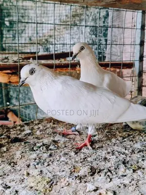 Sudu Ara Pigeon