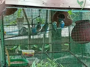Love Birds