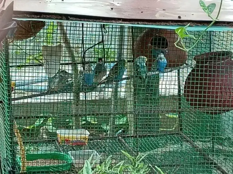 Love Birds