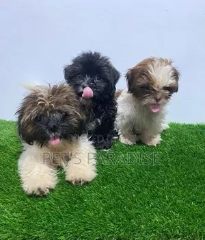 Shihtzu Puppies