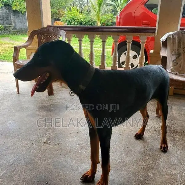 Doberman Dog