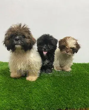 Shihtzu Puppies