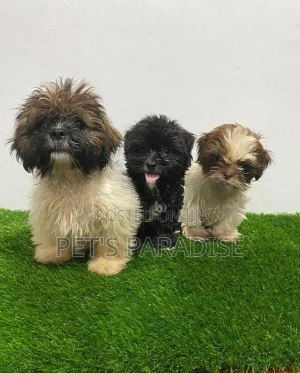 Shihtzu Puppies
