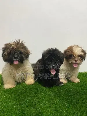 Shihtzu Puppies