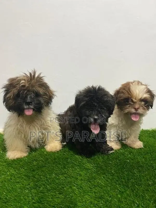Shihtzu Puppies