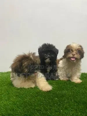Shihtzu Puppies