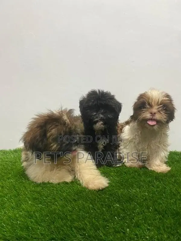 Shihtzu Puppies