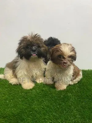 Shihtzu Puppies