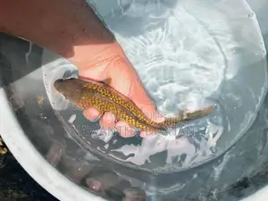 Koi Carp Fish