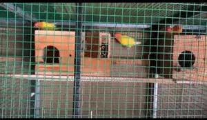African Love Birds