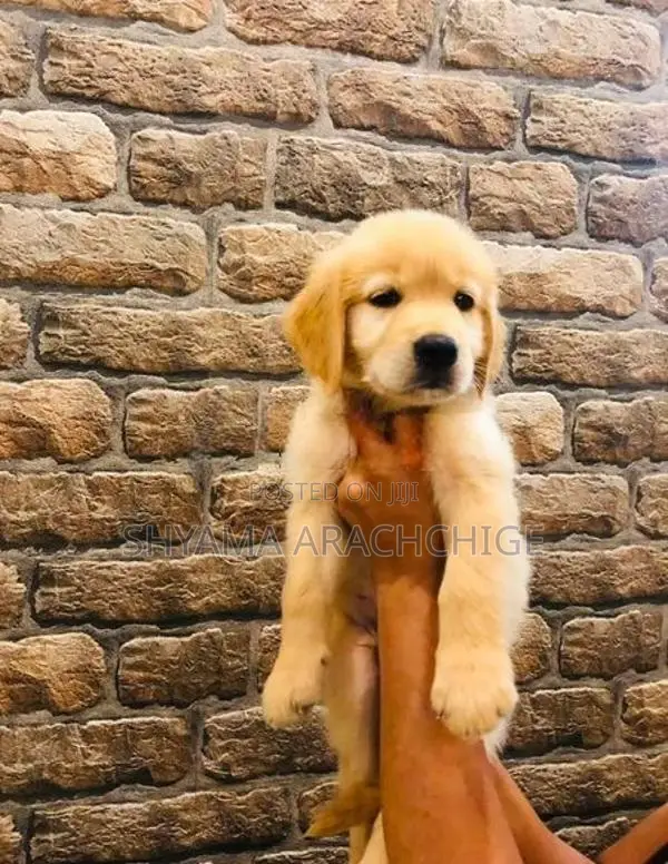 Golden Retriever