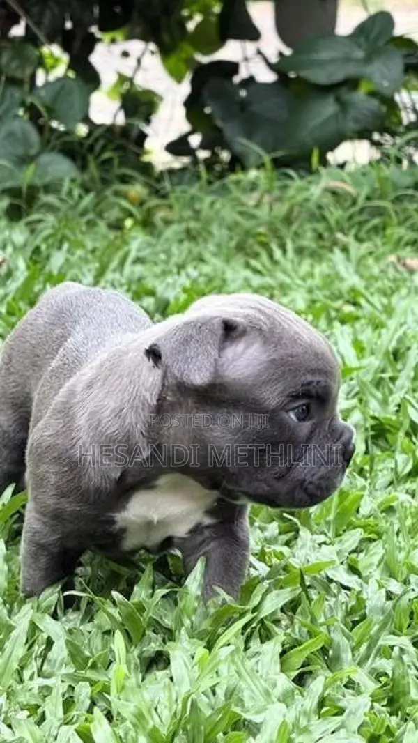 American Bully Puppies