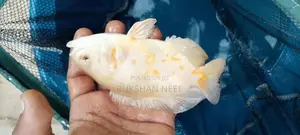 Oscar Fish