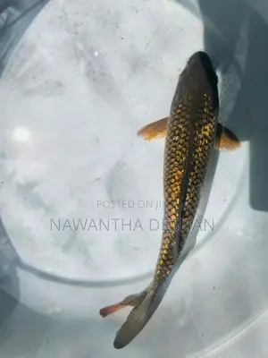 Koi Carp Fish