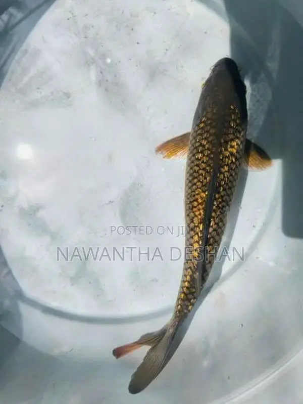 Koi Carp Fish